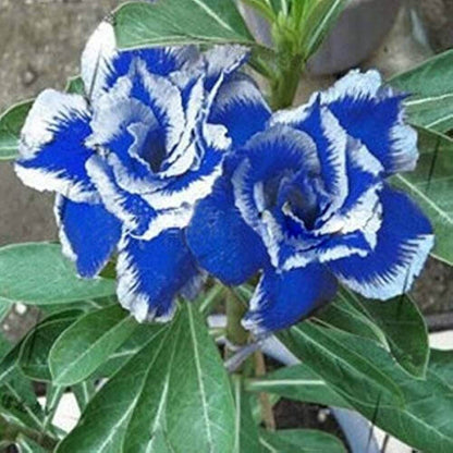 White Adenium rose plant