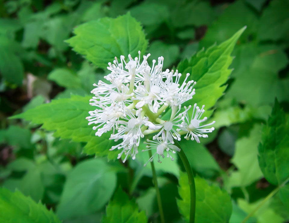 Actaea Pachypoda flower seeds