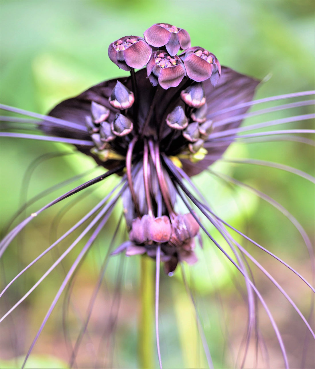 Tacca Chantrieri flower seeds