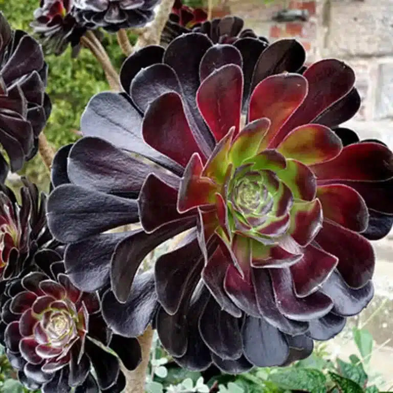 Arboreum Atropurpureum flower seeds