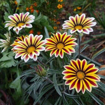 Africa Gazania Sunflower plant