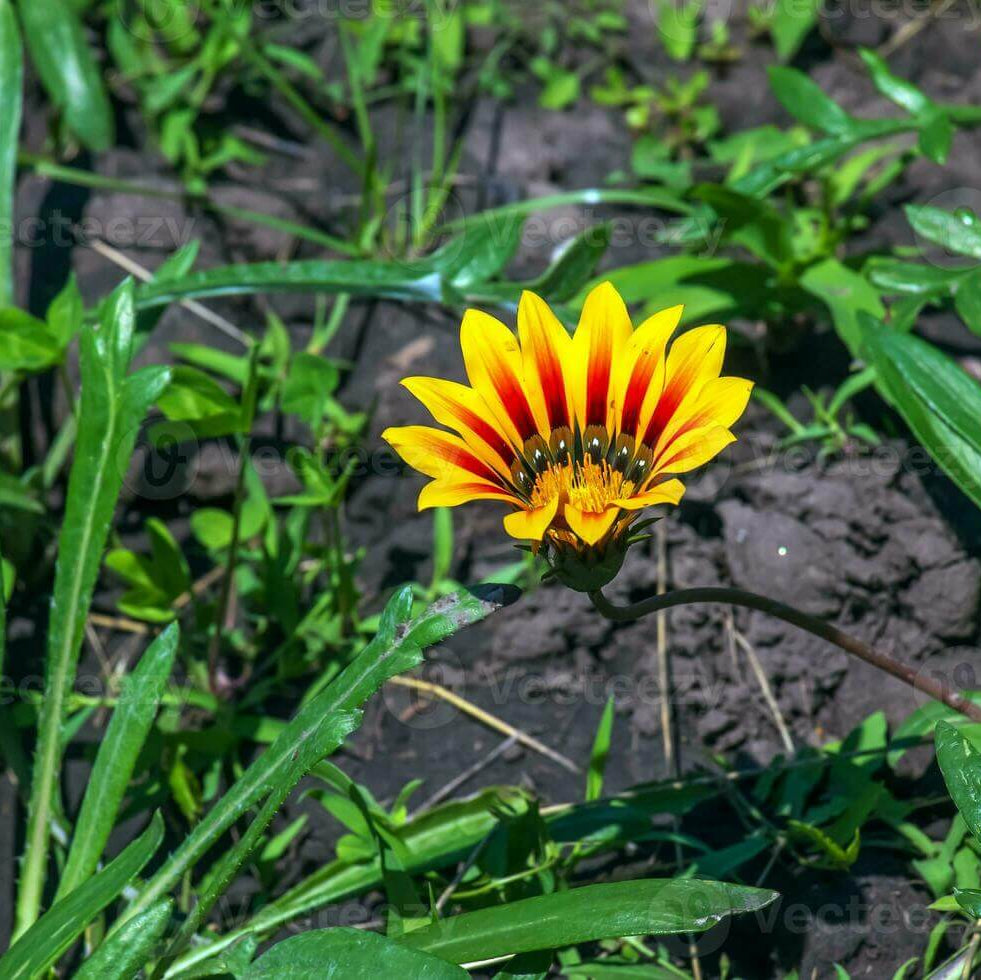 Africa Gazania Sunflower plant