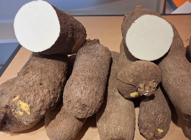 African Yam Bean Seeds for planting with climbing vines, seed pods, and underground tubers