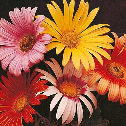 Rollier African Daisy plant