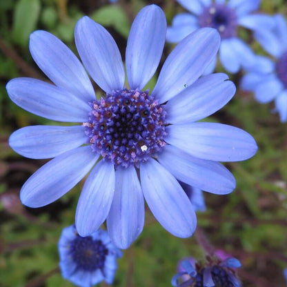 Eyed African Daisy plant