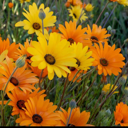aurantiaca African Daisy plant