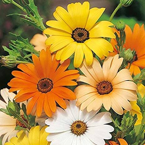 aurantiaca African Daisy plant