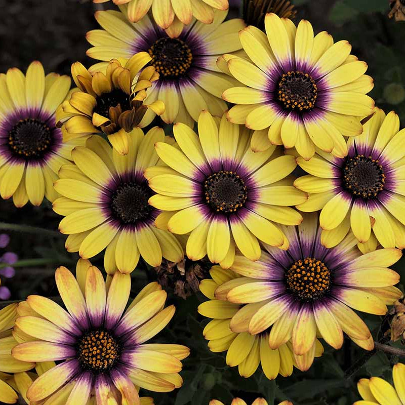African Daisy plant