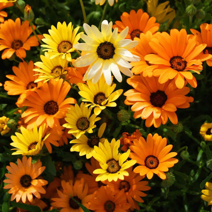 African Daisy plant