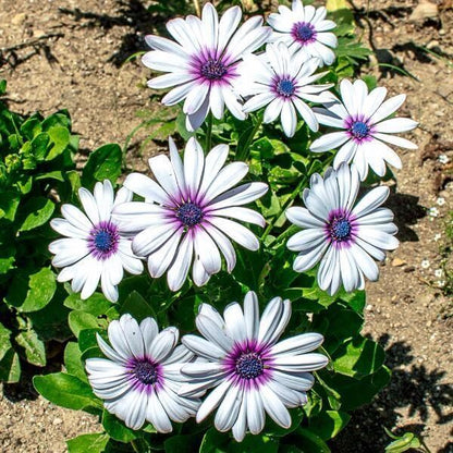 African Daisy plant