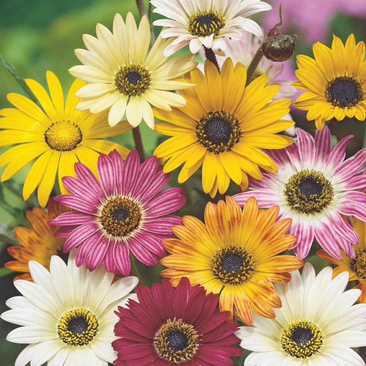 Rollier African Daisy plant