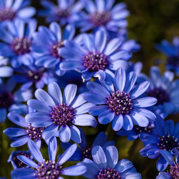 Eyed African Daisy plant