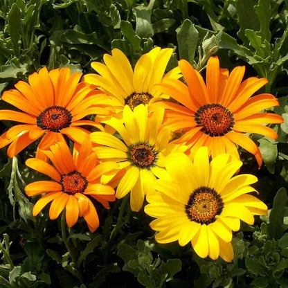 aurantiaca African Daisy plant