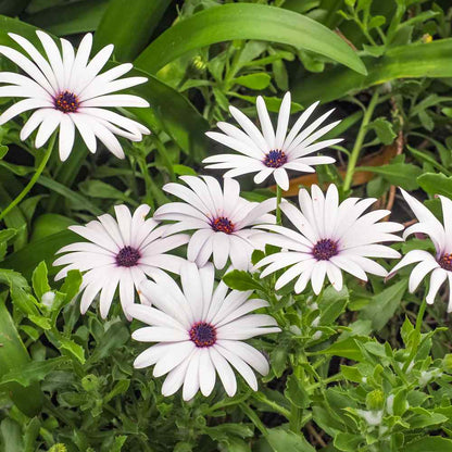 African Daisy plant