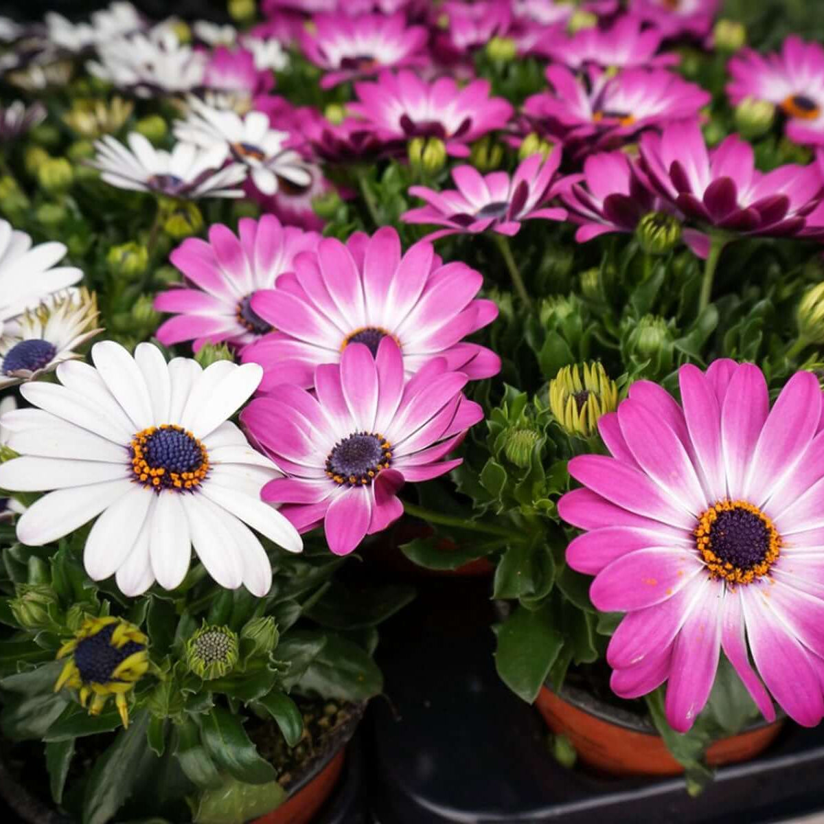 Osteospermum African Daisy plant