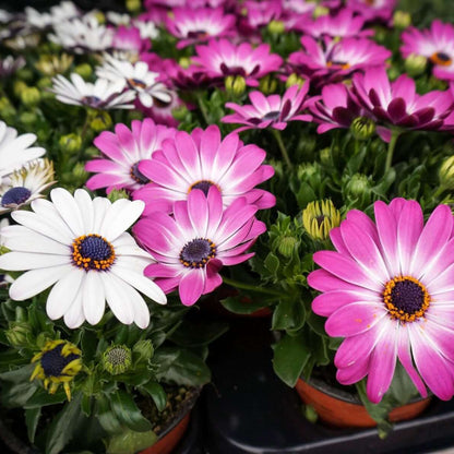 Osteospermum African Daisy plant