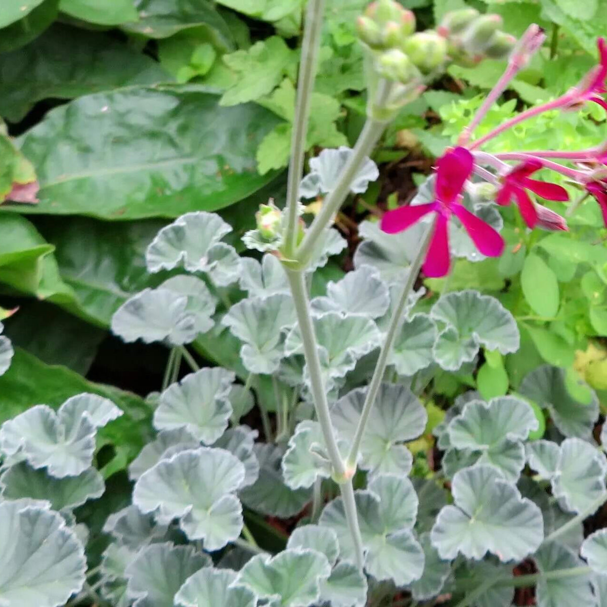 African Geranium plant