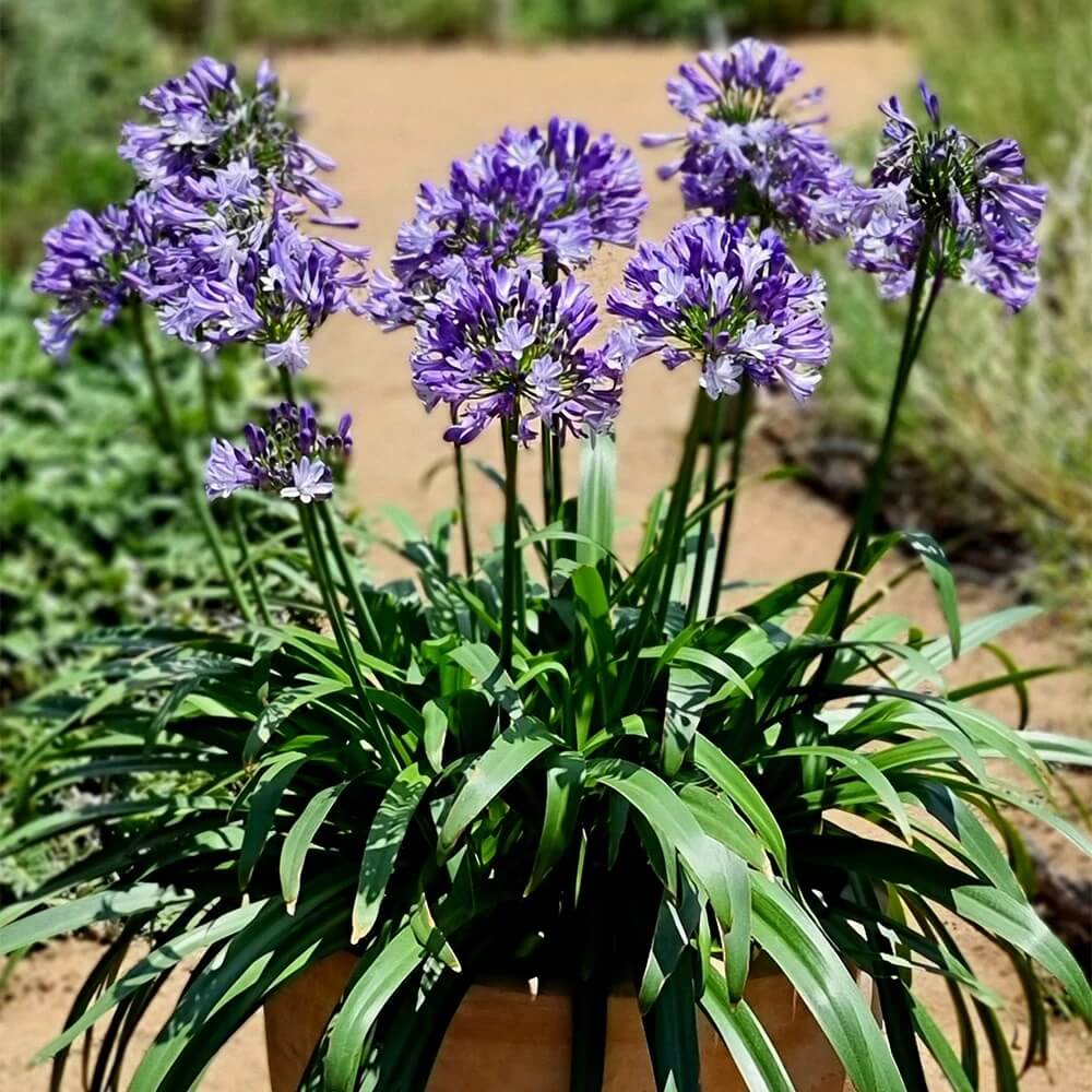 African Lily Agapanthus plant