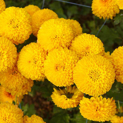 African Marigold plant