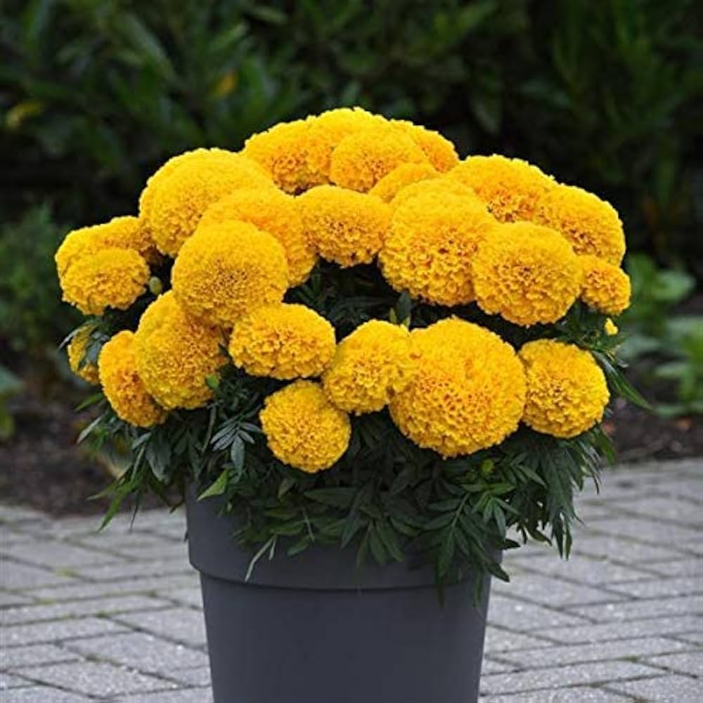 African Marigold plant