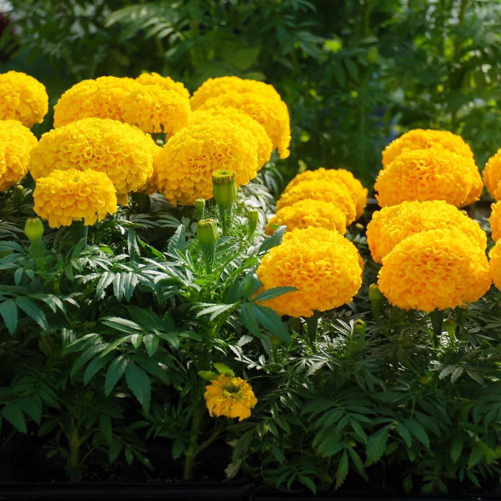 African Marigold plant