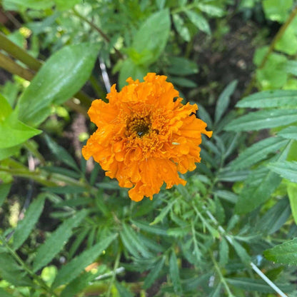 African Mix Marigold plant