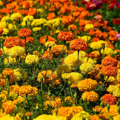 African Mix Marigold plant
