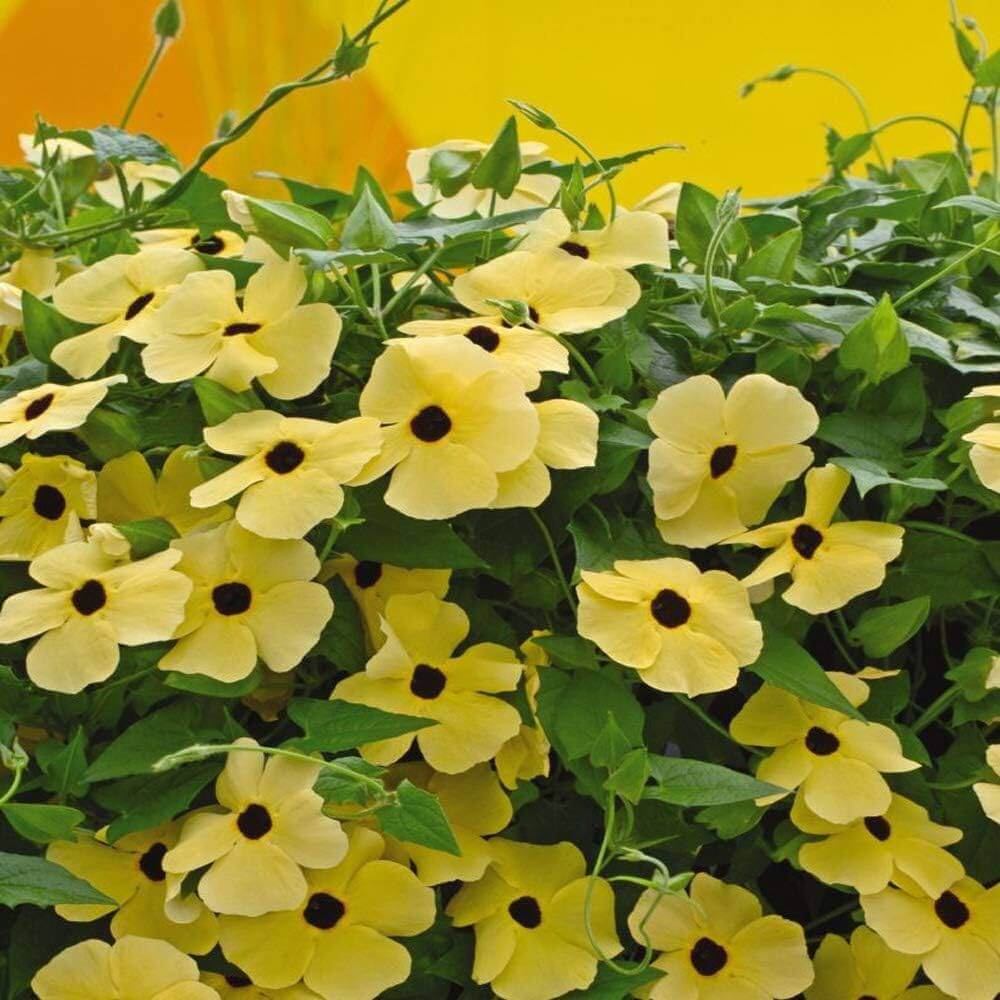 African Sunset Vine plant