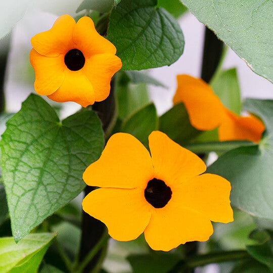 African Sunset Vine plant