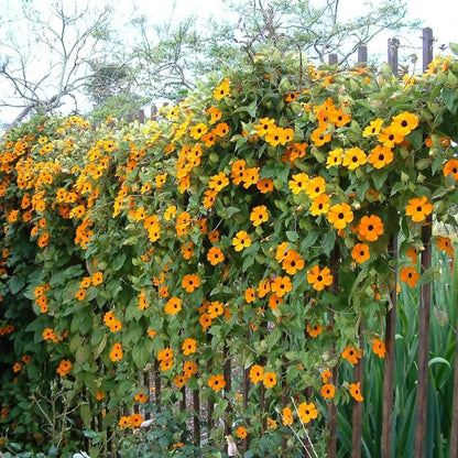 African Sunset Vine plant