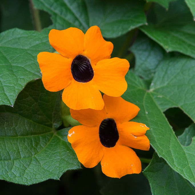 African Sunset Vine plant