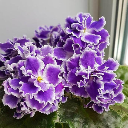 Purple African Violet plant