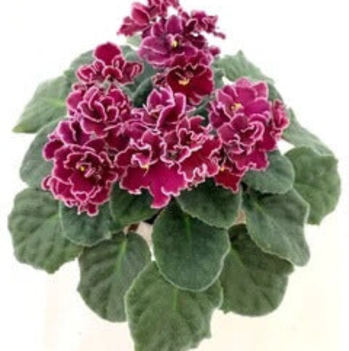 Saintpaulia African Violet plant