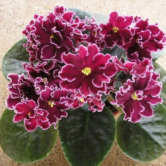 Saintpaulia African Violet plant