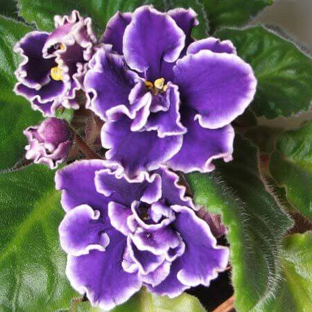 Purple African Violet plant