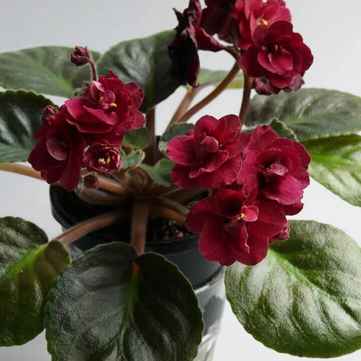 Saintpaulia African Violet plant