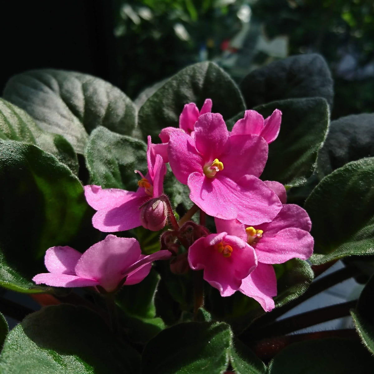 Pink African Violet plant