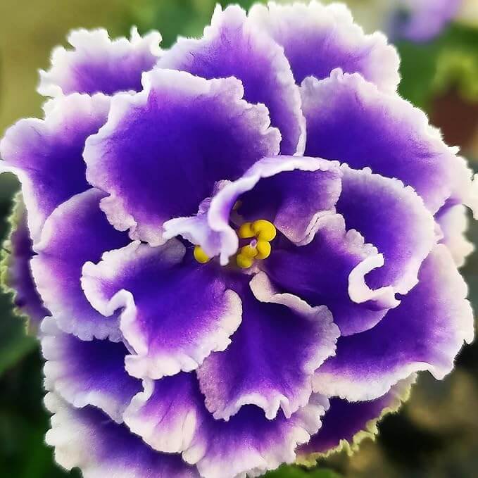 Purple African Violet plant