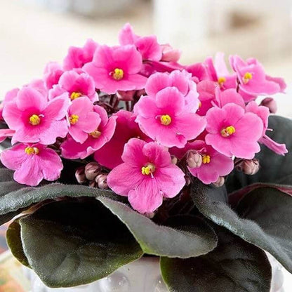 Pink African Violet plant