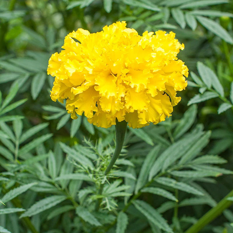 African Yellow Marigold plant