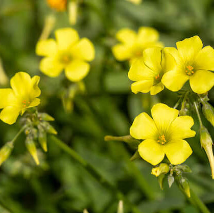 African oxalis plant