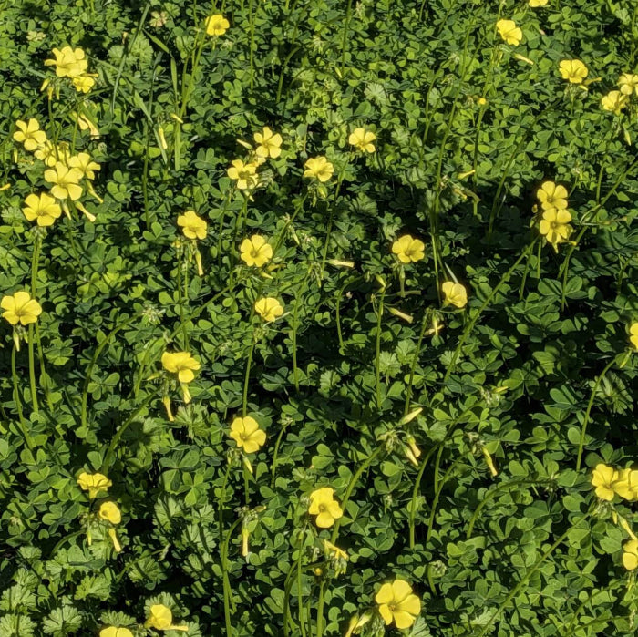 African oxalis plant