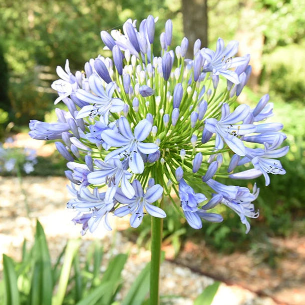 Light Blue flower seeds