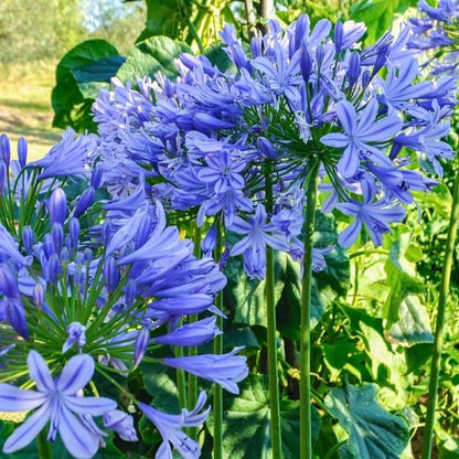 African Lily Agapanthus plant