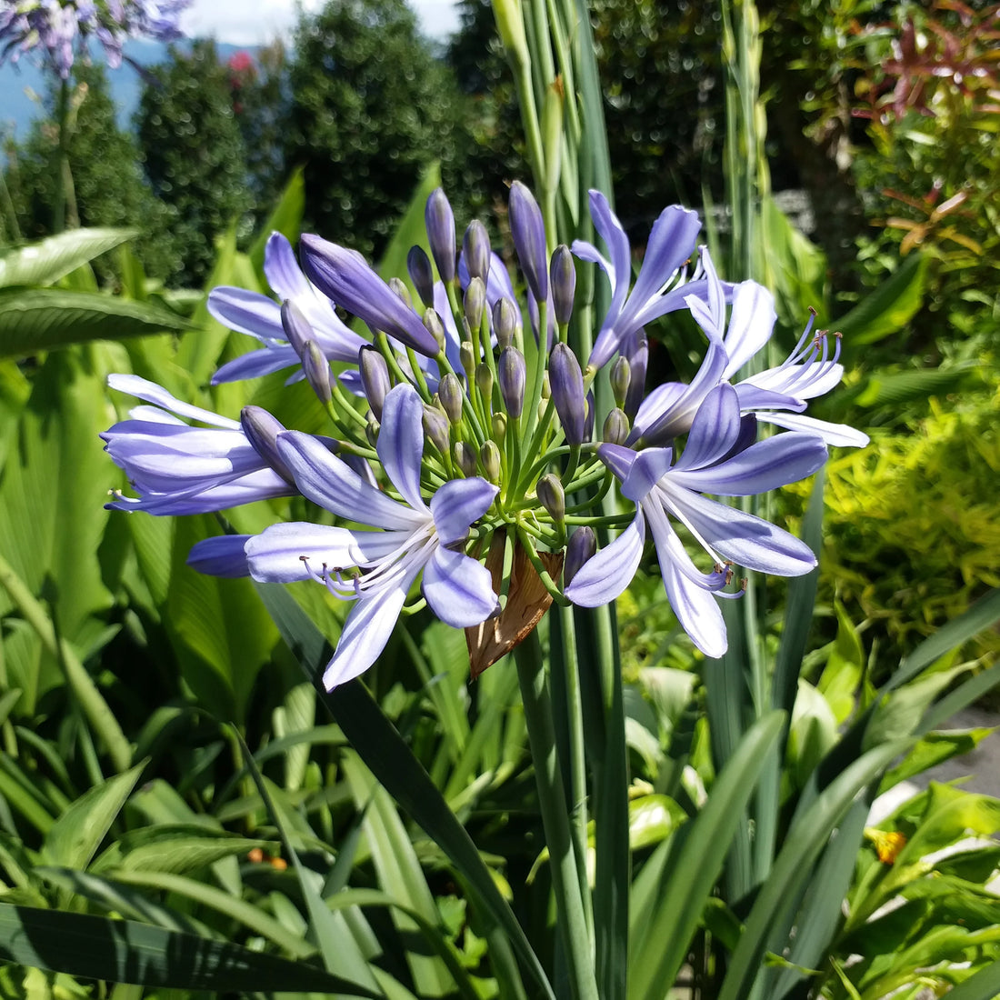 Agapanthus Africanus flower seeds