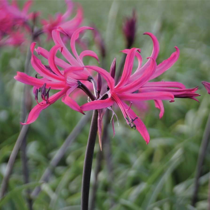 African Lily Agapanthus plant