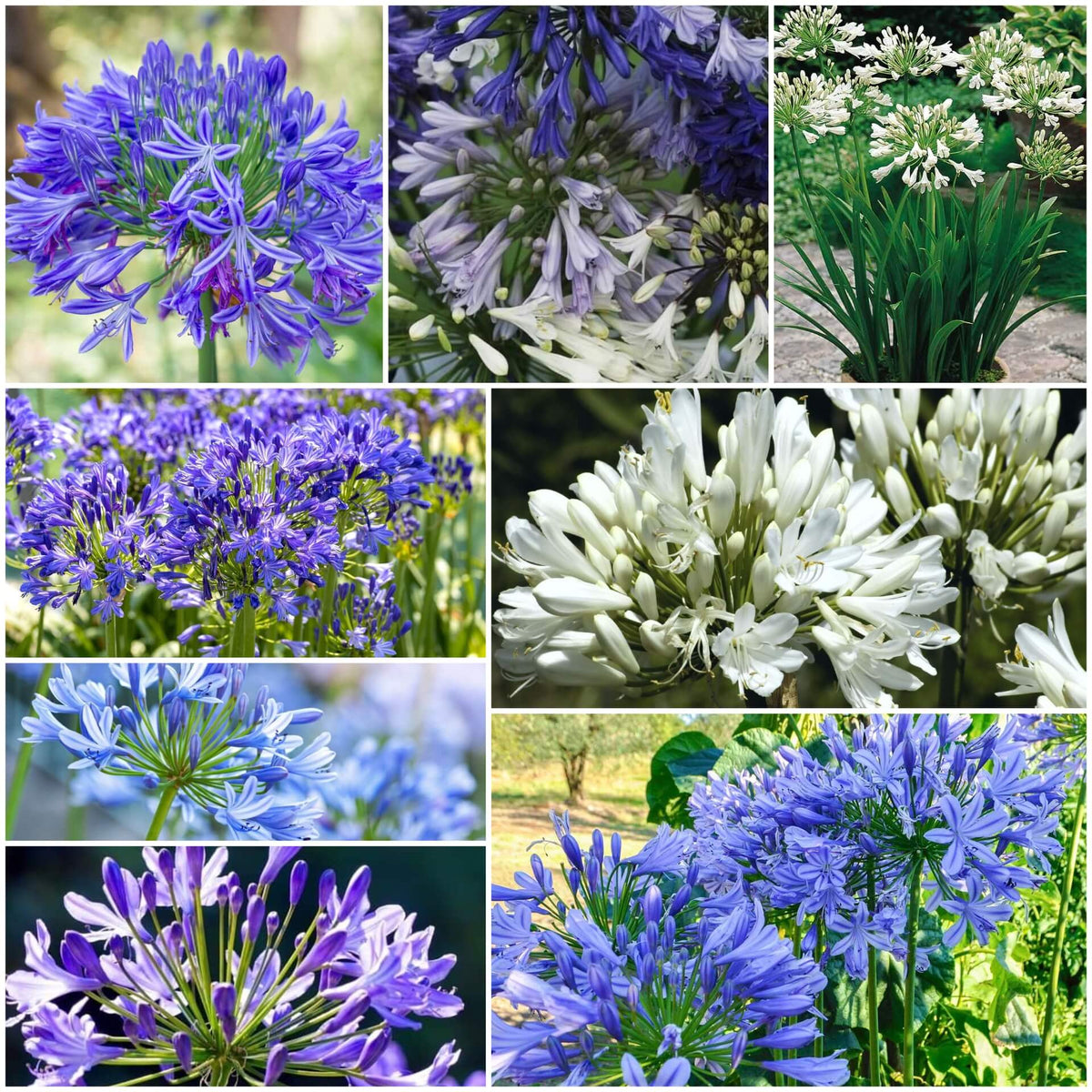 Agapanthus plant