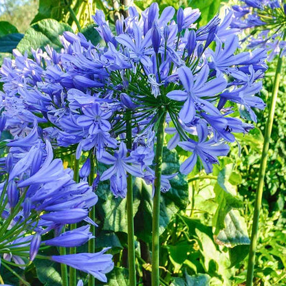 Agapanthus plant