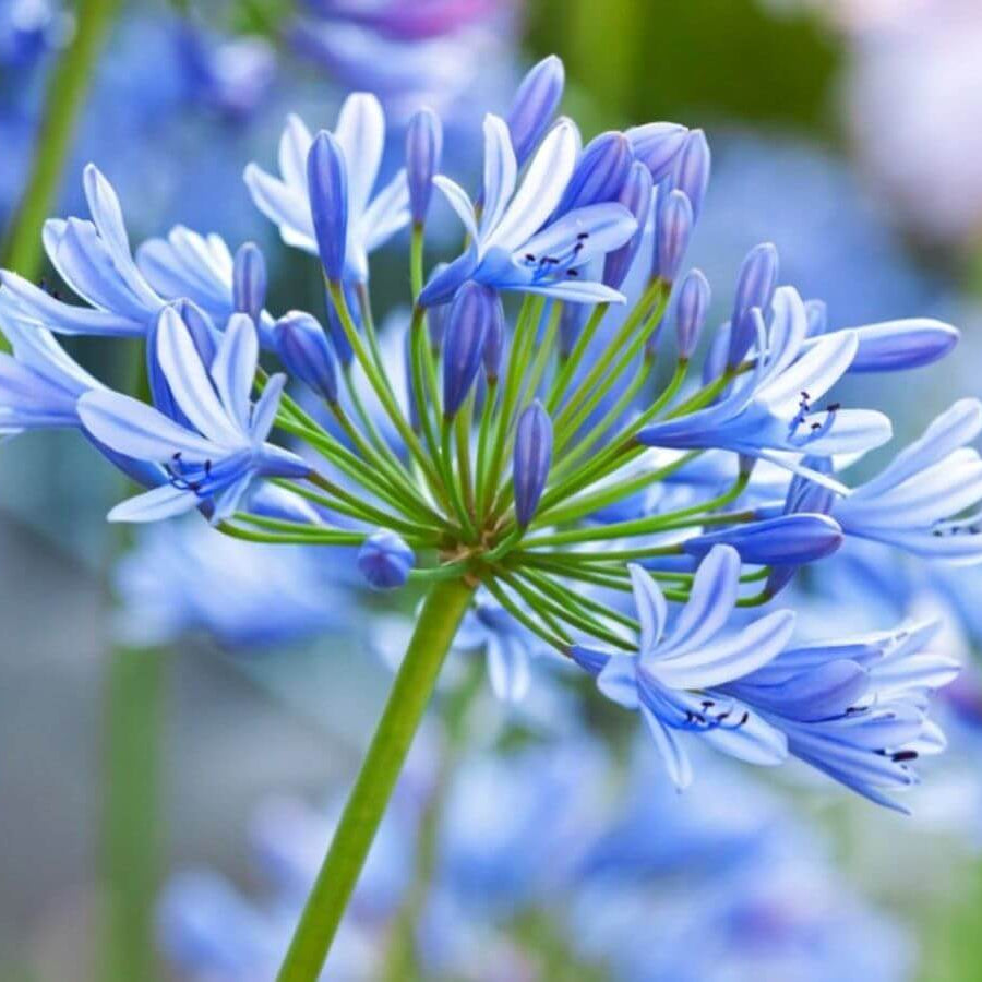 Agapanthus plant