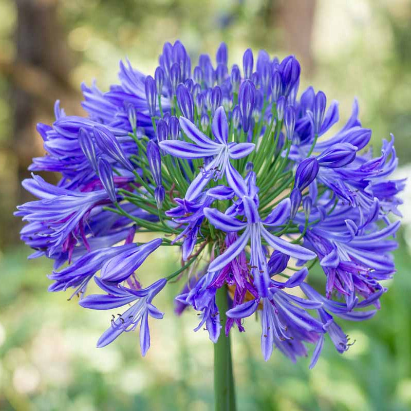 African Lily Agapanthus plant